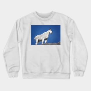 Mountain goat (Oreamnos americanus) in Mount Rainier National Park Crewneck Sweatshirt